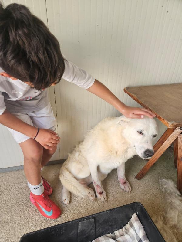 Consuelo dolce cagnolina bisognosa cerca famiglia  Foto 2